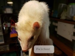 Falchor