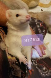 Mizbee